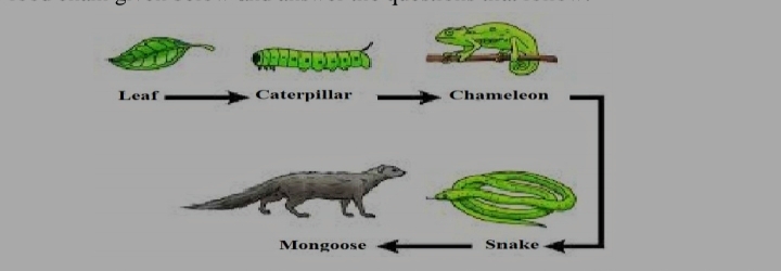 CBSE Class 10 Science Important Questions 2024